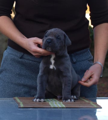 Les chiots de Cane Corso