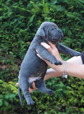 Les chiots de Cane Corso