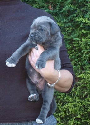 Les chiots de Cane Corso