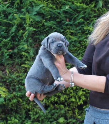 Les chiots de Cane Corso