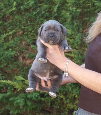 Les chiots de Cane Corso