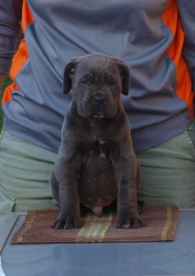 Les chiots de Cane Corso