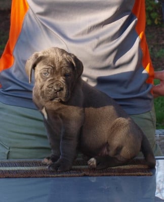 Les chiots de Cane Corso