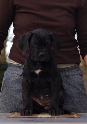 Les chiots de Cane Corso