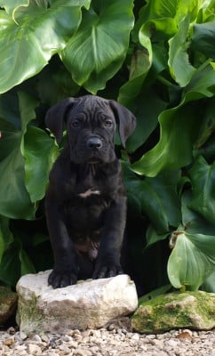 Les chiots de Cane Corso