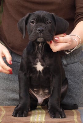 Les chiots de Cane Corso