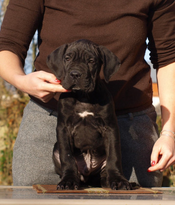 Les chiots de Cane Corso
