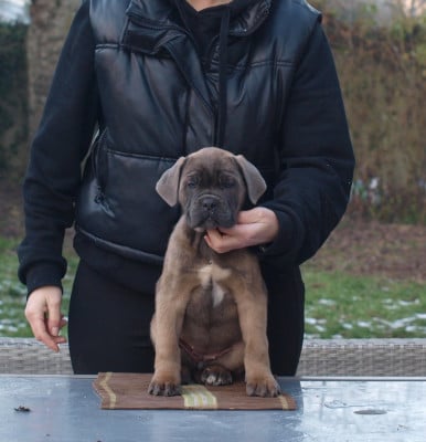 Les chiots de Cane Corso
