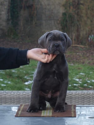 Les chiots de Cane Corso