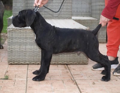 Les chiots de Cane Corso