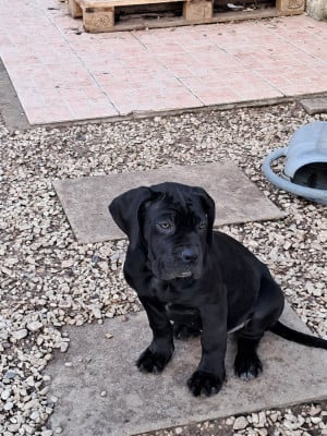 Les chiots de Cane Corso