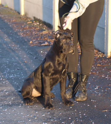 Les chiots de Cane Corso