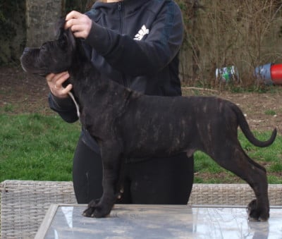 Les chiots de Cane Corso