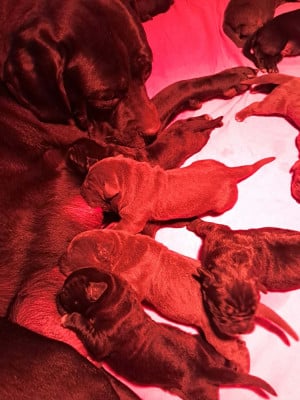 Les chiots de Cane Corso