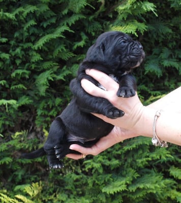 Les chiots de Cane Corso