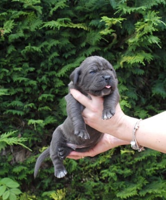 Les chiots de Cane Corso