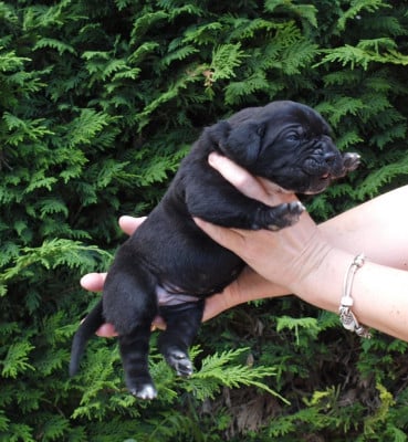Les chiots de Cane Corso