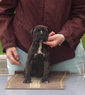 Les chiots de Cane Corso