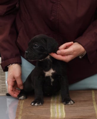 Les chiots de Cane Corso