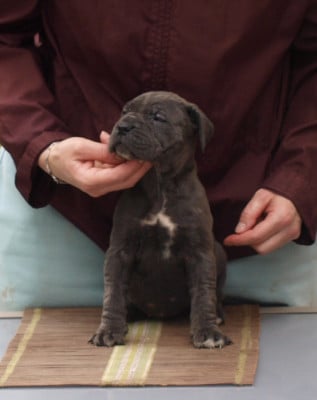 Les chiots de Cane Corso