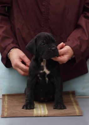 Les chiots de Cane Corso