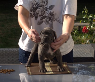 Les chiots de Cane Corso