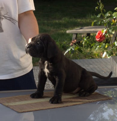 Les chiots de Cane Corso