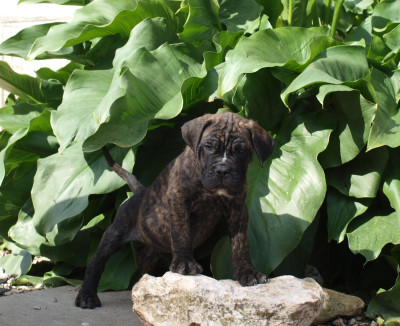 Les chiots de Cane Corso