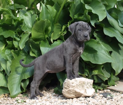 Les chiots de Cane Corso