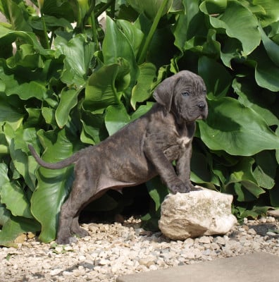 Les chiots de Cane Corso