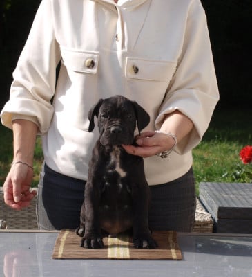 Les chiots de Cane Corso