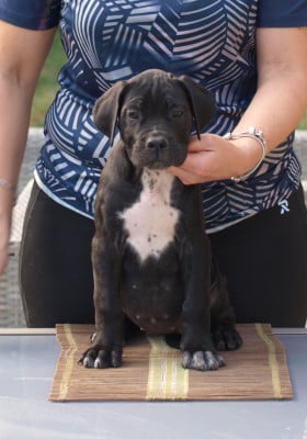 Les chiots de Cane Corso