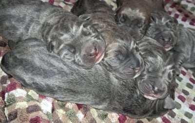 Les chiots de Cane Corso