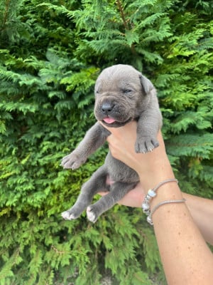 Les chiots de Cane Corso