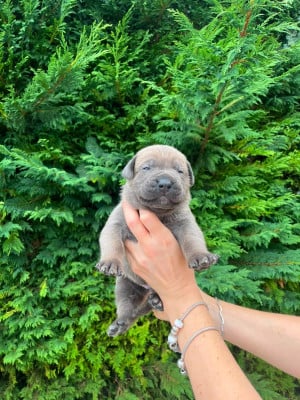 Les chiots de Cane Corso