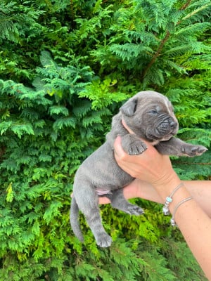 Les chiots de Cane Corso