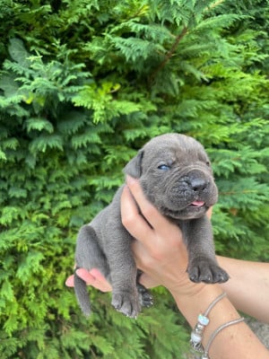 Les chiots de Cane Corso