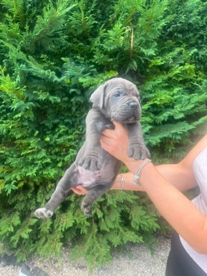 Les chiots de Cane Corso