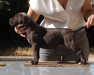 Les chiots de Cane Corso