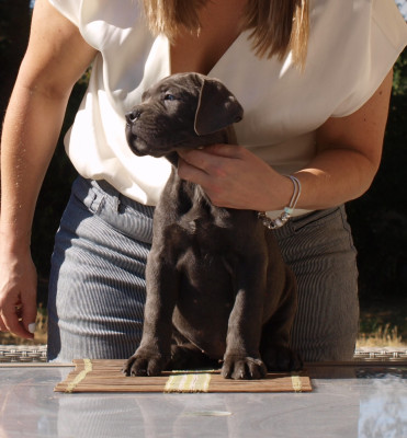 Les chiots de Cane Corso