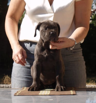 Les chiots de Cane Corso