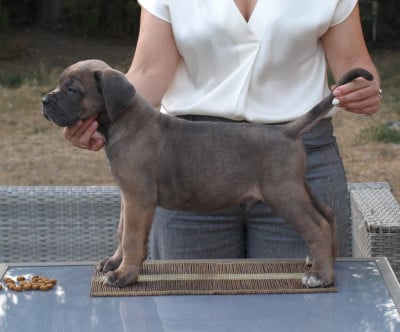 Les chiots de Cane Corso