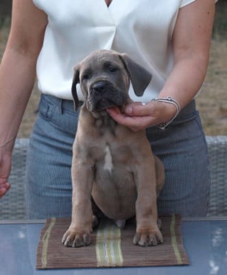 Les chiots de Cane Corso
