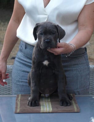 Les chiots de Cane Corso