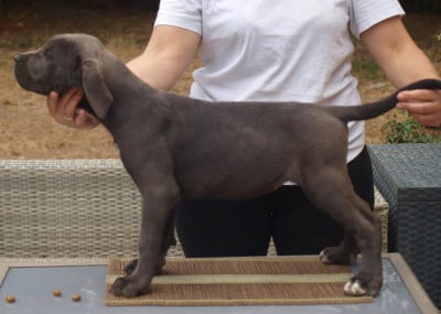 Les chiots de Cane Corso