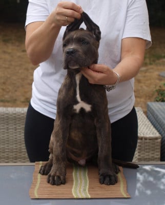 Les chiots de Cane Corso