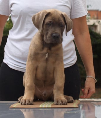 Les chiots de Cane Corso