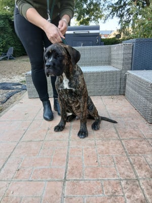 Les chiots de Cane Corso