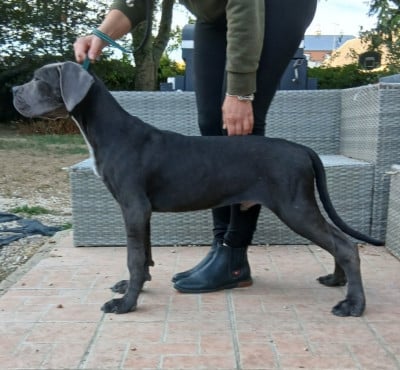 Les chiots de Cane Corso