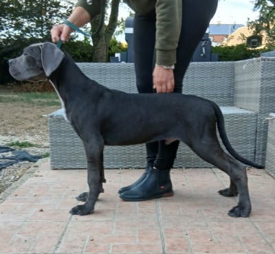 Les chiots de Cane Corso